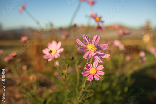 Vibrant pink cosmos flowers spotted with delicate morning dew drops