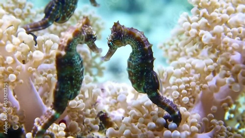Close-Up of Two Seahorses Among Coral