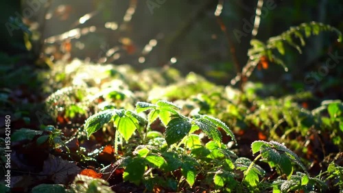 Sunlit Forest Floor with Dew-Kissed Leaves