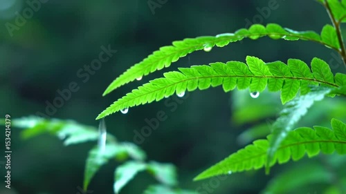 Close-Up of Fern Leaves with Water Droplets in Rainforest