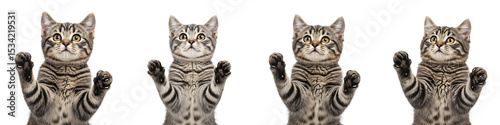 Funny Tabby Cat Standing with Paws Up Transparent Background

