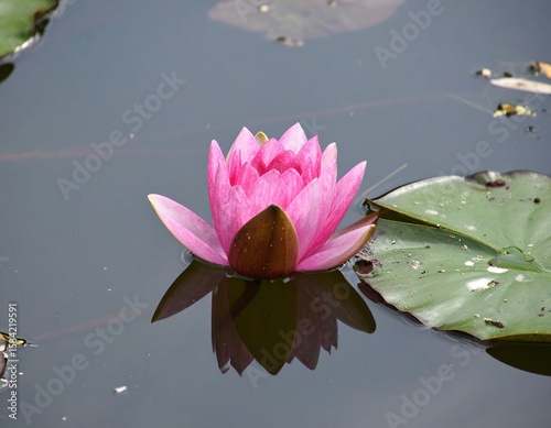 Pink water lily on pond, reflection