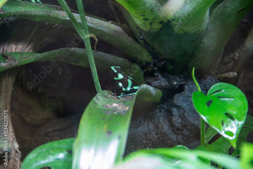 A Green-and-black Poison Dart Frog at a local zoo