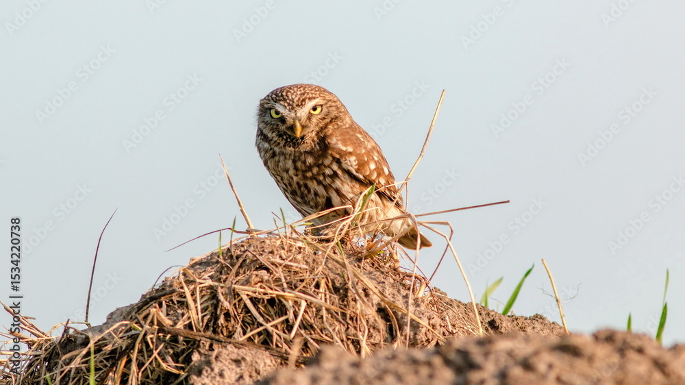 Obraz premium nest in the grass