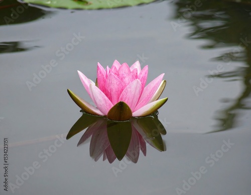 Pink water lily floating on still water, reflected perfectly