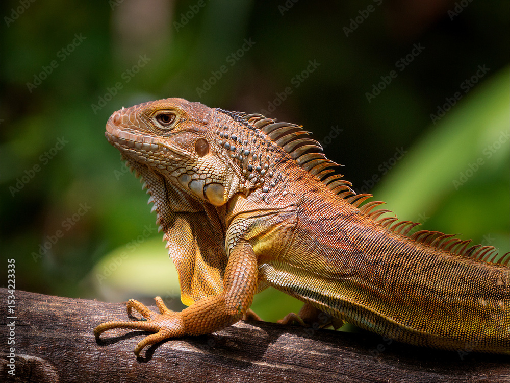 Fototapeta premium Scincidae: Skinks, a diverse family with smooth, overlapping scales. Many skinks are legless, or have very reduced limbs. &nbsp; Varanidae: Monitor lizards,