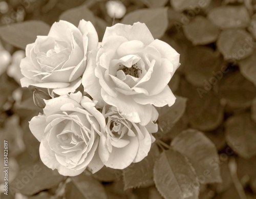 Close-up sepia roses in bloom (1)