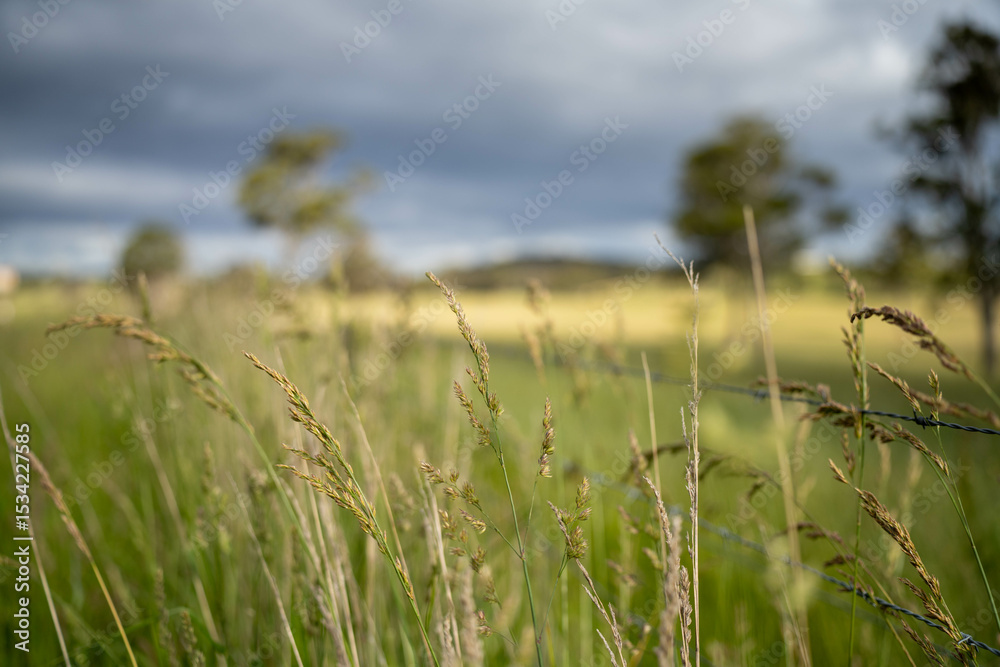 Fototapeta premium farming landscape Australian Farm with lush green native grass, cows in field, Landscape with Gum Trees. Vast Rural Properties and for the Sustainable Regenerative Farming in Australia
