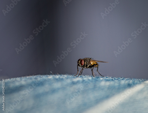 Fly on Denim, Macro