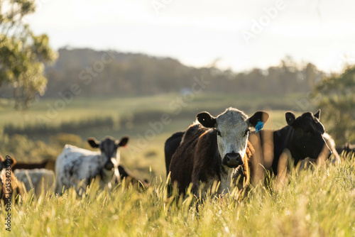 long pasture grass growing with cows in a field, Herd of Healthy Beef Cattle on a Sustainable Australian Farm. Symbolizing Regenerative Grazing Practices of Rural Agriculture
