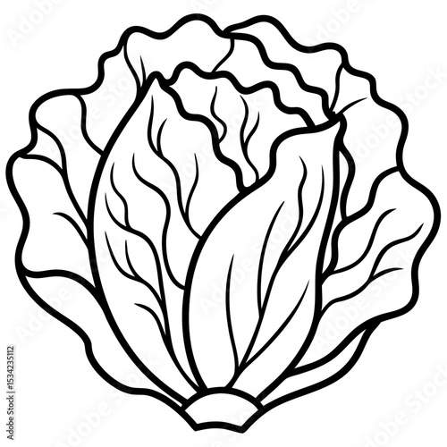 Chinese cabbage line art vector