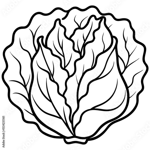 Chinese cabbage line art vector