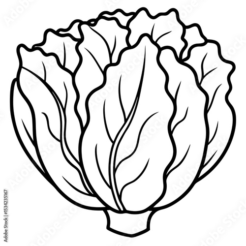 Chinese cabbage line art vector