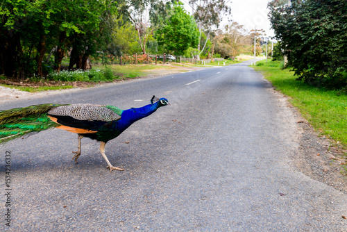 Peacock wandering around a suburban street