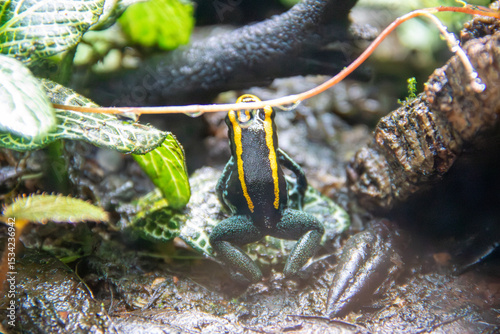 A Golfo Dulce Poison Dart Frog at a local zoo photo