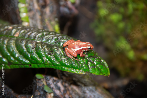 A Anthony's Poison Arrow Frog at a local zoo photo