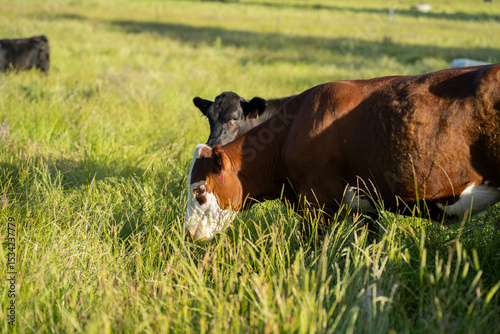 beautiful cattle in Australia  eating grass, grazing on pasture. Herd of cows free range beef being regenerative raised on an agricultural farm. Sustainable farming