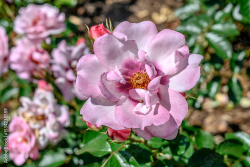 whitish pink overblown rose in garden, Ludwigsburg