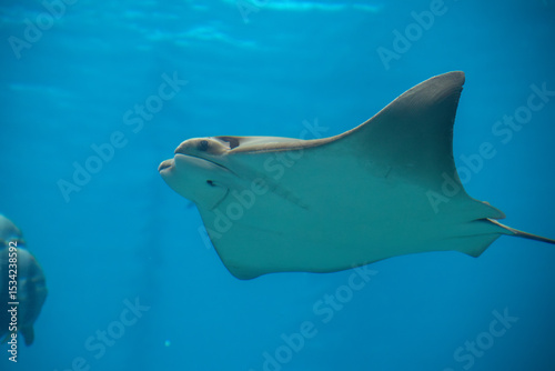 a Cownose Ray at a local aquarium photo