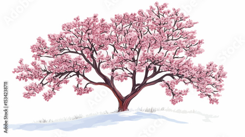 ​The image shows a tree with a dense canopy of pink blossoms against a stark white background. The tree has a sturdy, brown trunk that branches out into many limbs.