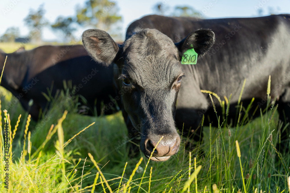 Fototapeta premium beautiful cattle in Australia eating grass, grazing on pasture. Herd of cows free range beef being regenerative raised on an agricultural farm. Sustainable farming
