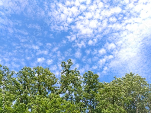  forest in the summer 