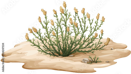 A digital illustration depicting a desert shrub situated in a patch of sand. The shrub is characterized by numerous slender, upright stems with small, pale yellow flower buds or blossoms clustered