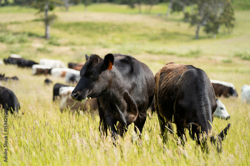 long pasture grass growing with cows in a field, Herd of Healthy Beef Cattle on a Sustainable Australian Farm. Symbolizing Regenerative Grazing Practices of Rural Agriculture long pasture grass growing with cows in a field, Herd of Healthy Beef Cattle on a Sustainable Australian Farm. Symbolizing Regenerative Grazing Practices of Rural Agriculture