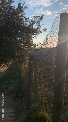 sunset in the forest