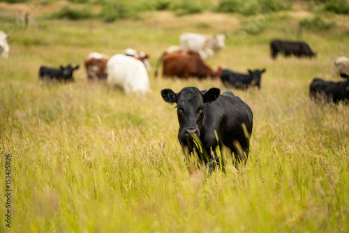 beautiful cattle in Australia  eating grass, grazing on pasture. Herd of cows free range beef being regenerative raised on an agricultural farm. Sustainable farming