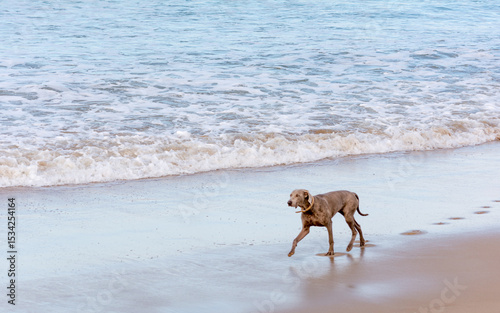 Brown Dog Walking On Wet Shore With Paw Print At Torquay Surf Beach photo
