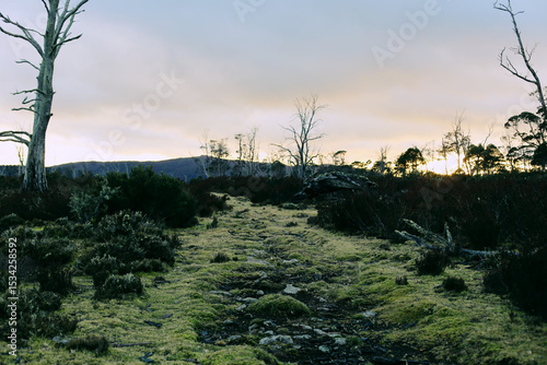Looking up natural grassy pathway with vegetation on either side at dusk