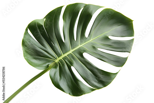 Single monstera deliciosa leaf isolated on white