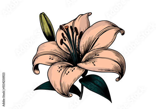 Stargazer Lily Flower Colored Hand Drawn Natural Illustration Vector Isolated by AZ for Books, Arts, Design and Decoration Graphic Asset
