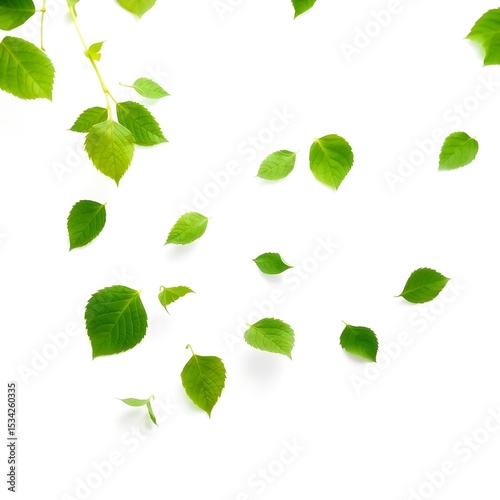 green fallen leaves isolated on white