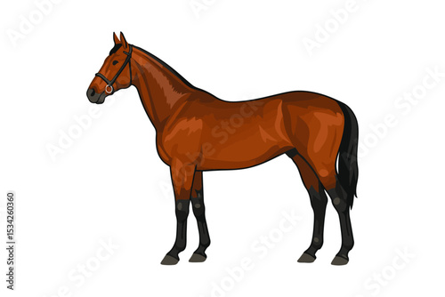 Brown horse standing alone on white background in vector style illustration