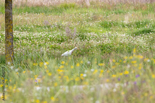 Fototapeta Naklejka Na Ścianę i Meble -  Cattle egret walking and foraging in wildflower meadow
