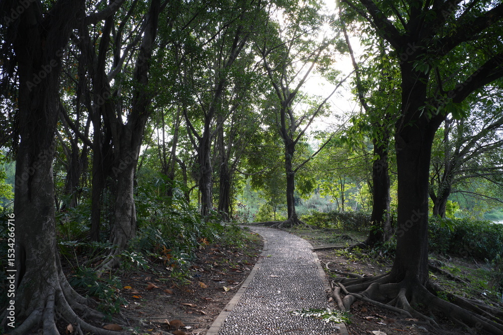 Fototapeta premium road in the woods