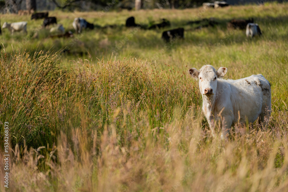 Fototapeta premium farming landscape Australian Farm with lush green native grass, cows in field, Landscape with Gum Trees. Vast Rural Properties and for the Sustainable Regenerative Farming in Australia