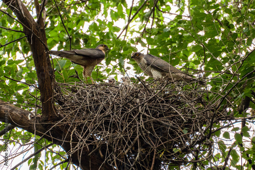 A family of eurasian sparrowhawk (also - sparrowhawk ), or little sparrowhawk (Accipiter nisus) in the nest - a male, a female and two fluffy fledgling nestlings.
