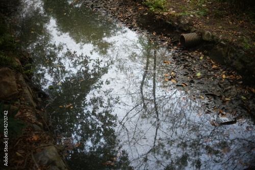water in the forest