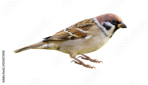 Fotografie Sparrow isolated on transparent background. Passer montanus