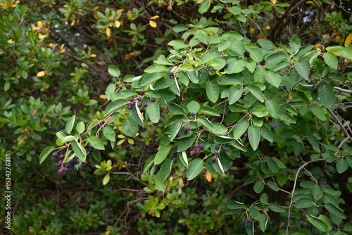 Fototapeta Naklejka Na Ścianę i Meble -  Amelanchier, alnifolia Saskatoon Berry