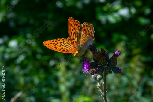 Der Kaisermantel oder Silberstrich (Argynnis paphia) ist ein einheimischer Schmetterling (Tagfalter) der Gattung Argynnis aus der Familie der Edelfalter (Nymphalidae) und saugt gerne Nektar aus den Bl