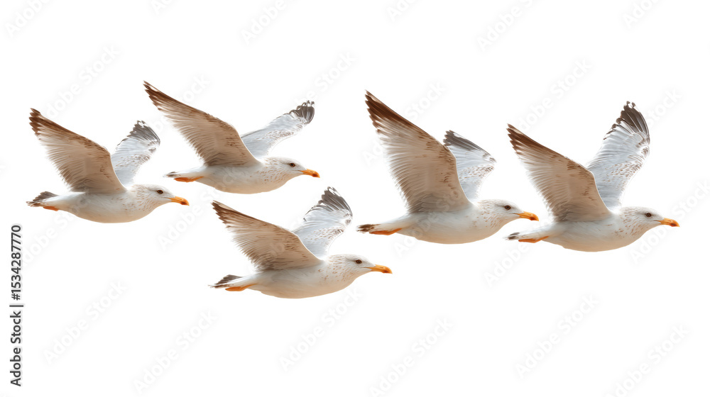 Obraz premium [Transparent Background PNG]Seagulls in Flight against a White Background