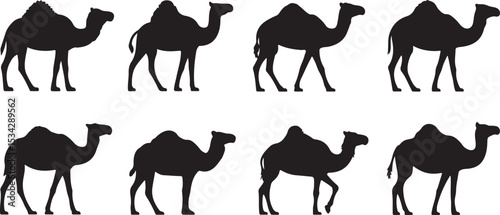 Camels silhouette