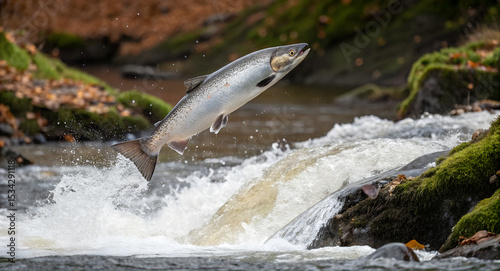 salmon-leaping-upstream-during-spawning-----------