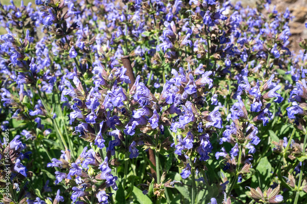 Fototapeta premium Sauge officinale, Salvia officinalis,