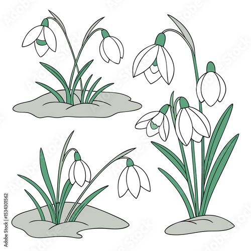 Collection set of Snowdrop Flower In different perspectives