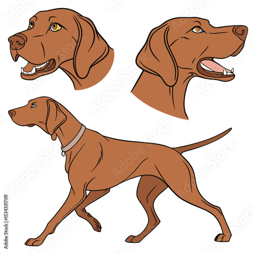Collection set of Vizsla In different perspectives